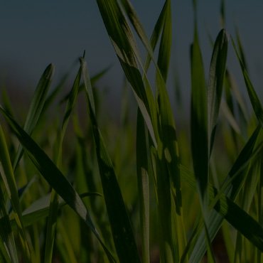 Kommunal, Forst- und Gartentechnik Kommunal, Forst- und Gartentechnik